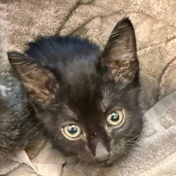 Badger -  Domestic Short Hair Cat for Adoption in Council Bluffs, Iowa - Badger | PetCurious