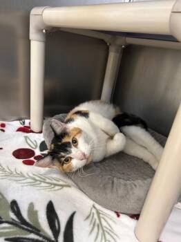Maple. 26 -  Domestic Short Hair Cat for Adoption in Albion, New York - Maple. 26 | PetCurious