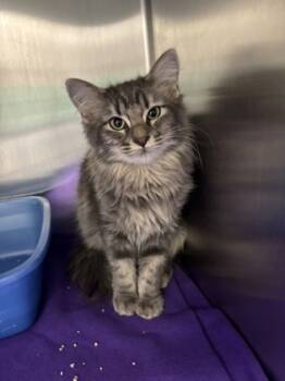 Rescue Domestic Medium Hair and Domestic Short Hair Cats for Adoption in Fort Worth, Texas - Janet | PetCurious