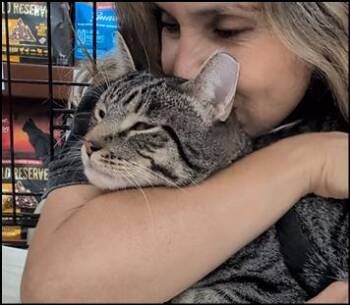 Jebediah -  Tabby Cat for Adoption in Monrovia, California - Jebediah | PetCurious