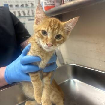 Shay -  Domestic Short Hair Cat for Adoption in Birmingham, Alabama - Shay | PetCurious