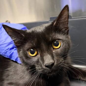 Flower Power -  Domestic Short Hair Cat for Adoption in Providence, Rhode Island - Flower Power | PetCurious