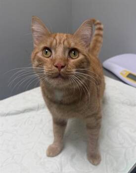 PURRSEUS -  Domestic Short Hair Cat for Adoption in Leesburg, Virginia - PURRSEUS | PetCurious