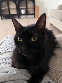 Penny -  Domestic Medium Hair Cat for Adoption in San Antonio, Texas - Penny | PetCurious