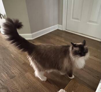 Ragdoll Cats Available for Adoption in Milton, Georgia - Mallow | PetCurious