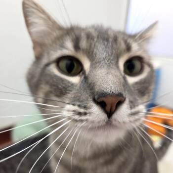 Quinn -  Domestic Short Hair Cat for Adoption in Glenwood Springs, Colorado - Quinn | PetCurious