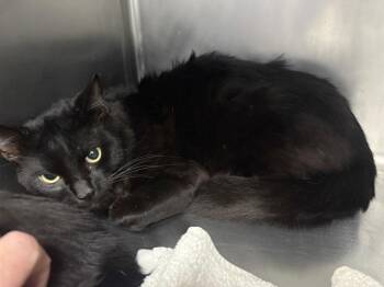 Domestic Short Hair Cats Available for Adoption - POE* | PetCurious