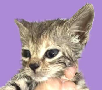 Tigger -  Domestic Short Hair Cat for Adoption in Savannah, Georgia - Tigger | PetCurious