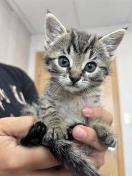 DAIQUIRI -  Domestic Short Hair Cat for Adoption in San Bernardino, California - DAIQUIRI | PetCurious