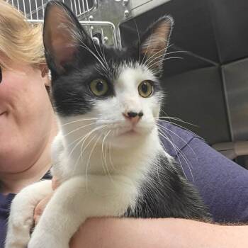 Chuck Wagon -  Domestic Short Hair Cat for Adoption in Columbia, Missouri - Chuck Wagon | PetCurious