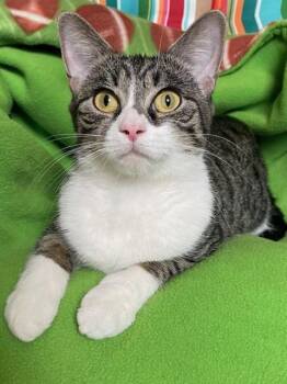 Annika -  Tabby and American Shorthair Cat for Adoption in Billerica, Massachusetts - Annika | PetCurious