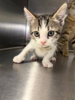 A655384 -  Domestic Short Hair Cat for Adoption in Houston, Texas - A655384 | PetCurious