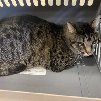 Domestic Short Hair Cats Available for Adoption in Memphis, Tennessee - Trevor | PetCurious