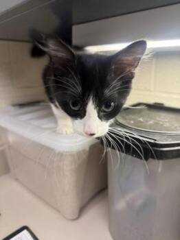 Berry Pie -  Domestic Medium Hair Cat for Adoption in Wichita, Kansas - Berry Pie | PetCurious