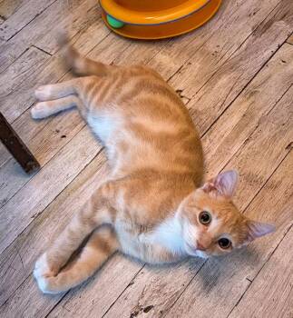 Dune -  Domestic Short Hair and Tabby Cat for Adoption in Pompano Beach, Florida - Dune | PetCurious