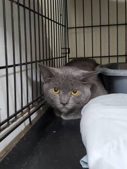 Athena -  Domestic Short Hair Cat Available for Adoption in Philippi, West Virginia - Athena | PetCurious