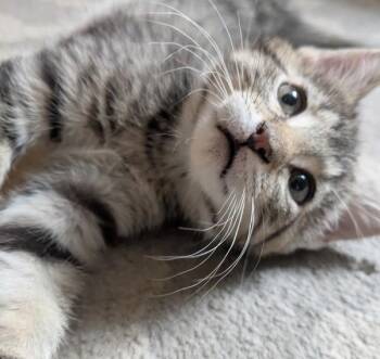 Yakko -  Domestic Short Hair Cat for Adoption in Salt Lake City, Utah - Yakko | PetCurious