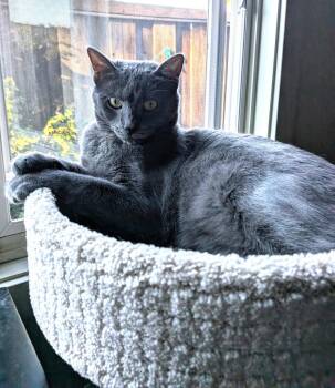 dusty -  Russian Blue and Domestic Short Hair Cat for Adoption in San Jose, California - Dusty | PetCurious