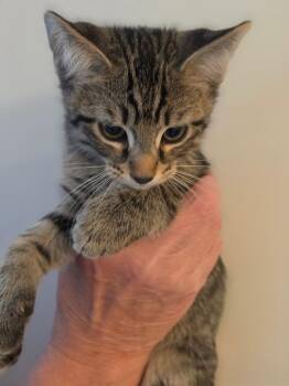 General -  Domestic Short Hair Cat for Adoption in Shawnee, Kansas - General | PetCurious