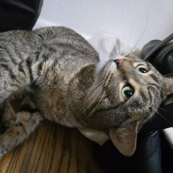 Domestic Short Hair Cats Available for Adoption - Kyle | PetCurious