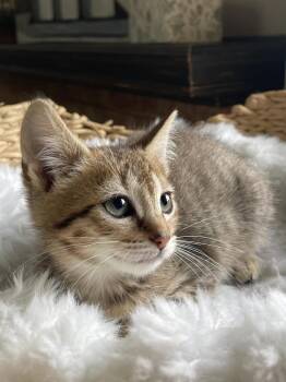 Betsy -  Domestic Short Hair Cat for Adoption in Virginia Beach, Virginia - Betsy | PetCurious