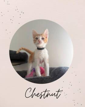 CHESTNUT -  Domestic Medium Hair Cat for Adoption in Coquitlam, British Columbia - CHESTNUT | PetCurious