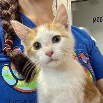 Pierre -  Domestic Short Hair Cat for Adoption in Orland Hills, Illinois - Pierre | PetCurious