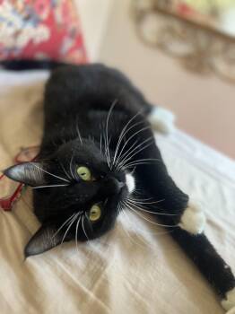 Domestic Short Hair Cats Available for Adoption in New York, New York - Mr. Kitty Tuxedo - FIV+ | PetCurious