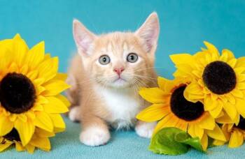 Shimmer -  Domestic Short Hair Cat for Adoption in North Babylon, New York - Shimmer | PetCurious