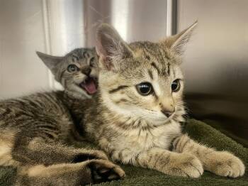 Lil -  Domestic Short Hair Cat for Adoption in Nashville, Tennessee - Lil | PetCurious