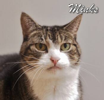 Rescue Domestic Short Hair Cats for Adoption in Middle Township, New Jersey - Minks | PetCurious