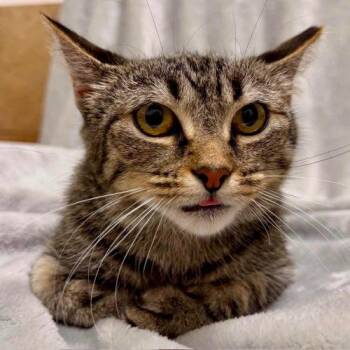 Maud -  Domestic Short Hair Cat for Adoption in Knoxville, Tennessee - Maud | PetCurious