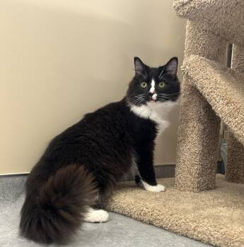 Silas -  Domestic Medium Hair Cat for Adoption in Arlington, Vermont - Silas | PetCurious