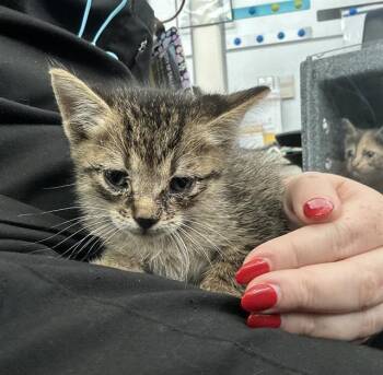 Rescue Domestic Short Hair Cats for Adoption in Dallas, Texas - SAM | PetCurious