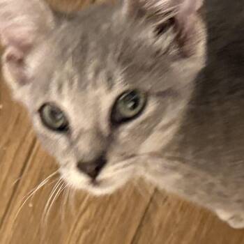 Rescue Domestic Short Hair Cats for Adoption in Gun Barrel City, Texas - Toph | PetCurious