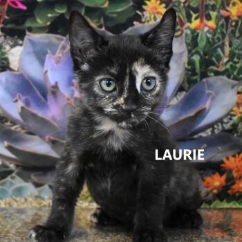 Laurie -  Domestic Short Hair Cat for Adoption in Yuma, Arizona - Laurie | PetCurious