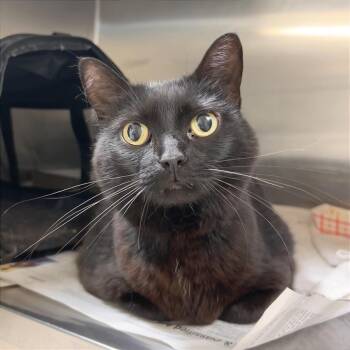 Sparrow -  Domestic Short Hair and Mixed Breed Cat for Adoption in Hendersonville, North Carolina - Sparrow | PetCurious