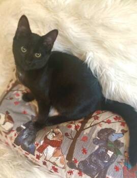 Rescue Domestic Medium Hair Cats for Adoption in Salt Point, New York - Lucinda | PetCurious