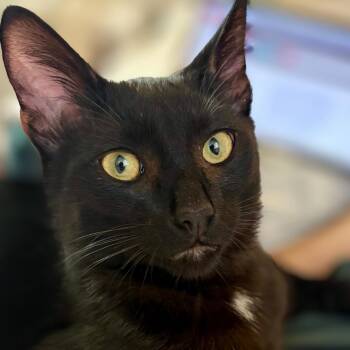 Rescue Domestic Medium Hair Cats for Adoption in Hawthorne, California - Willow | PetCurious