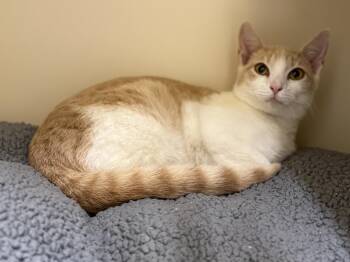 Domestic Short Hair Cats Available for Adoption - Kelton | PetCurious