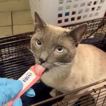 Siamese Cats Available for Adoption in Pasadena, California - Bernie | PetCurious