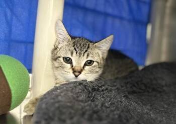 Adrien Louis -  Domestic Short Hair Cat for Adoption in Sherwood, Oregon - Adrien Louis | PetCurious