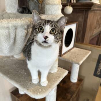 Domestic Short Hair Cats Available for Adoption - Tiger | PetCurious