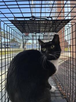 Domestic Short Hair Cats Available for Adoption - OXY | PetCurious