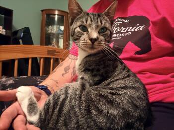 Frankie -  Domestic Short Hair Cat for Adoption in Lincoln Park, New Jersey - Frankie | PetCurious