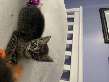 Rescue Tabby and Domestic Short Hair Cats for Adoption in Surrey, British Columbia - KITTENS | PetCurious