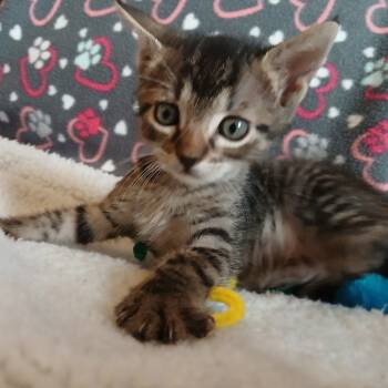 Rescue Domestic Short Hair Cats for Adoption in San Antonio, Texas - Red | PetCurious