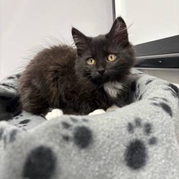 Totilas -  Domestic Medium Hair Cat for Adoption in Puslinch, Ontario - Totilas | PetCurious