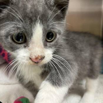 Gobstopper -  Domestic Short Hair Cat for Adoption in York, Pennsylvania - Gobstopper | PetCurious