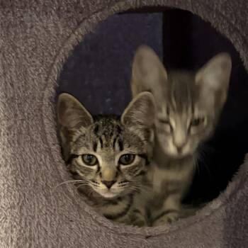 Marla -  Domestic Short Hair Cat for Adoption in Falls Church, Virginia - Marla | PetCurious